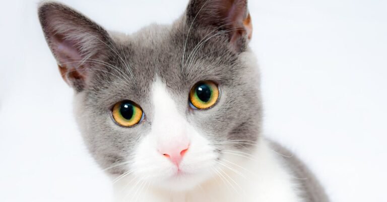 Searching For Information About Cats? Look Here!