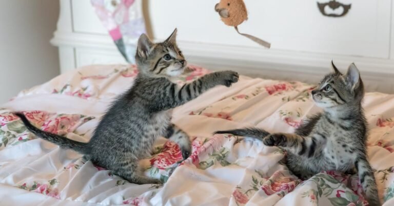 What You Need To Know About Feline Care