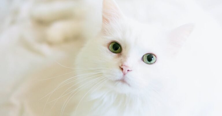 Are You A Person That Loves Cats? Read This!