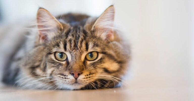 How To Take Care Of Your Feline Friend