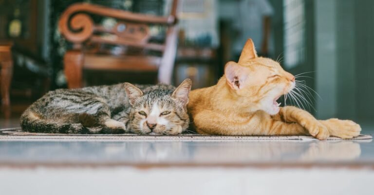 Cats Make Great Pets In Your Home