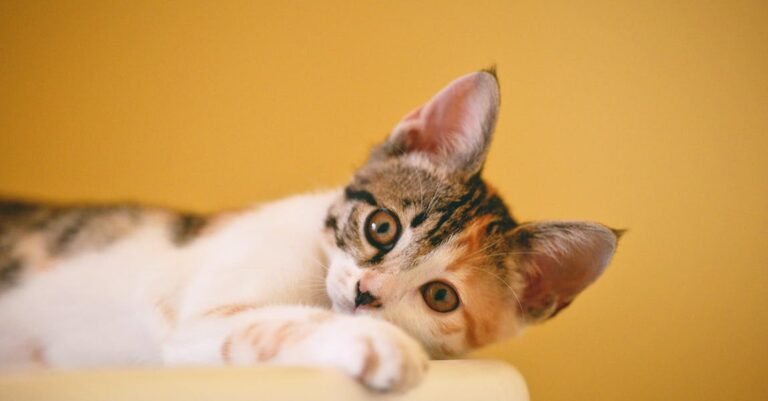 Things You Must Know If You’re Caring For Cats