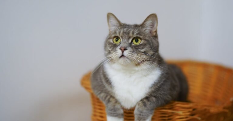 Why Cats Can Make Such Great Pets