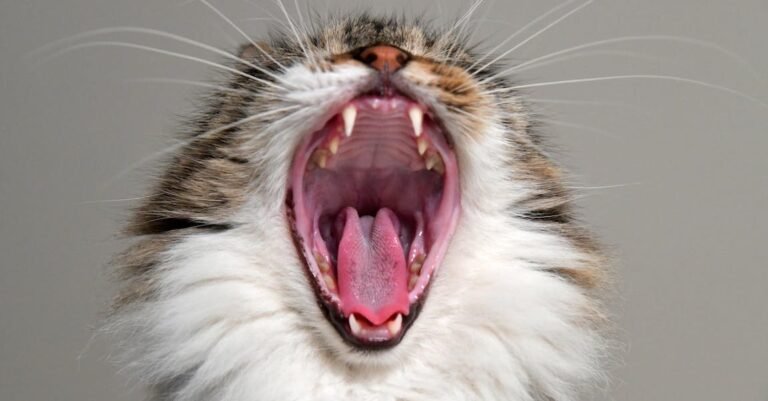 Solid Advice For Keeping A Happy And Healthy Cat