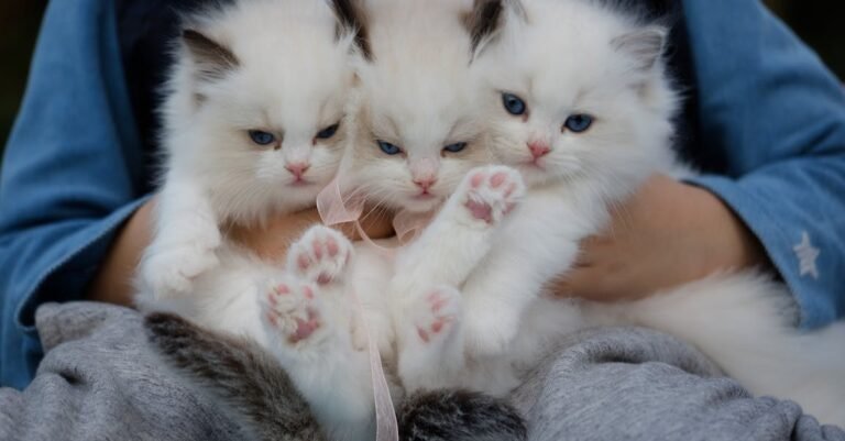 Helpful Tips About Cats That Simple To Follow