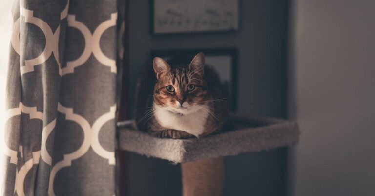 Is Your Cat Ill Mannered? These Tips Might Help