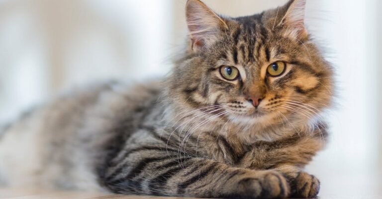 Better Cat Care Tips For Better Cat Owners