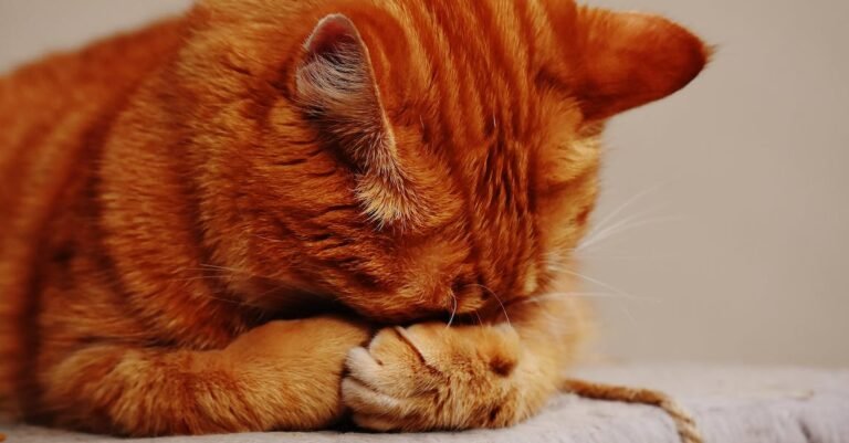 Caring For Cats — Tips And Tricks To Do So