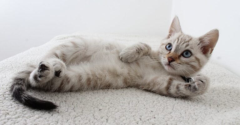 Some Sound Cat Care Tips For Owners Old And New.