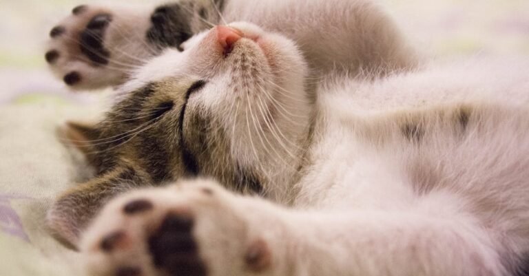 Caring For Your Cat: What You Should Know