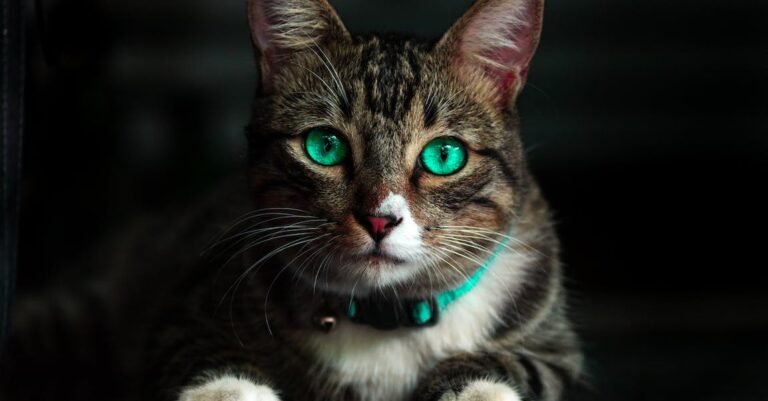 Very Best Tips Can Be Found In The Following Article About Cats!