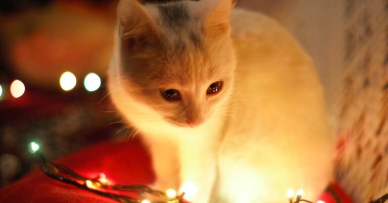 Should You Make Your Cat Homemade Food?