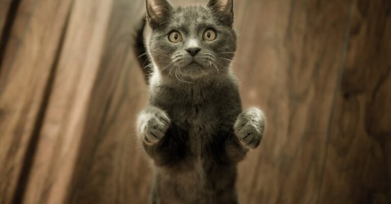Helping You To Better Understand The World Of Cats