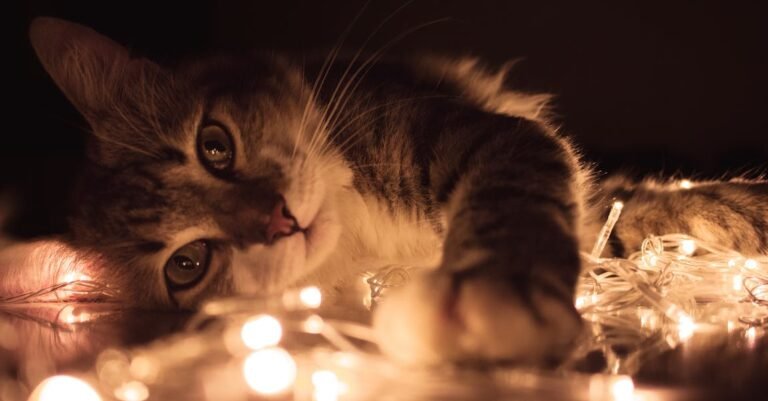Tips If You Own A Cat