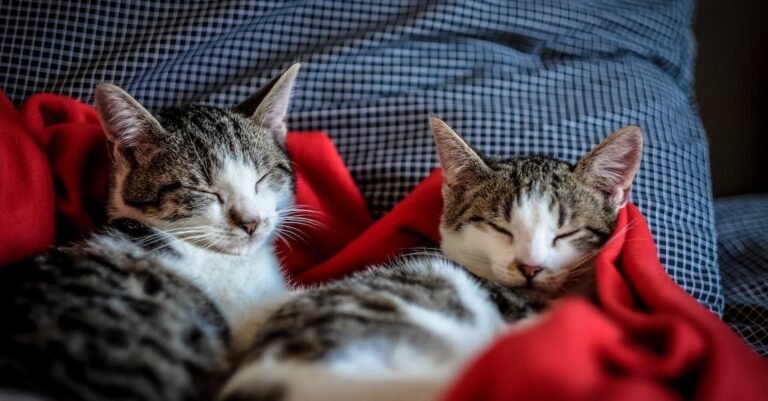 Get Help Understanding Your Cat With These Top Tips
