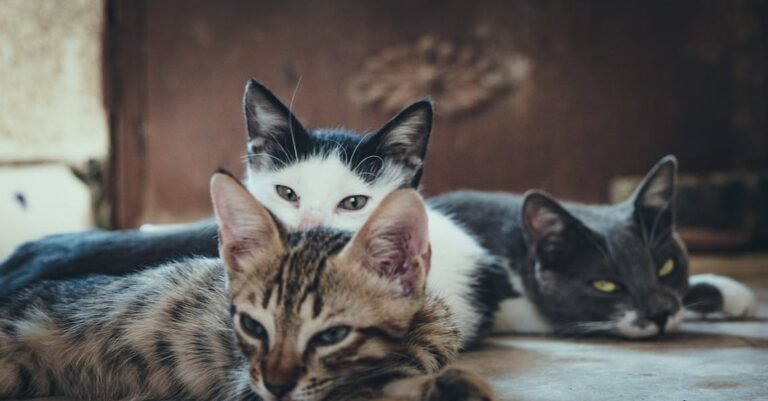 Don’t Let The World Of Cats Confuse You. Read This Expert Advice Today!